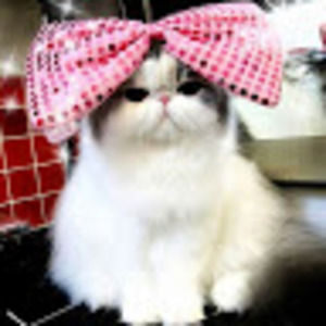 Meet your Posher, Stacey